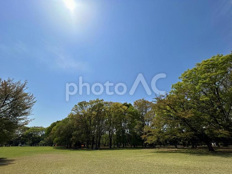 初夏の公園の木々2 初夏,晴れ,雲の写真素材