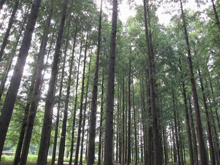 メタセコイア・曙杉 メタセコイア・曙杉 メタセコイア,自然風景,円錐形の写真素材