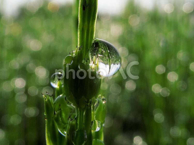 水滴とスギナと朝日Water drops 水滴,すいてき,waterの写真素材