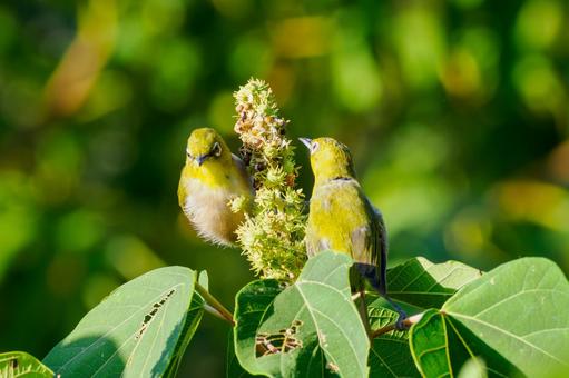 メジロ⒄ メジロ⒄ メジロ,小鳥,野鳥の写真素材