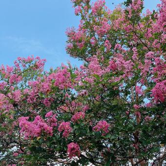青い空に鮮やかなお花 青い空に鮮やかなお花の写真