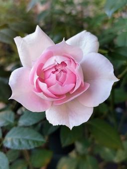 ベランダのバラ・シャリマー 薔薇,バラ,シャリマーの写真素材