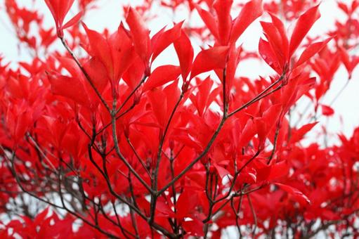 ドウダンツツジ　紅葉　庭木　 紅葉,ドウダンツツジ,秋の写真素材