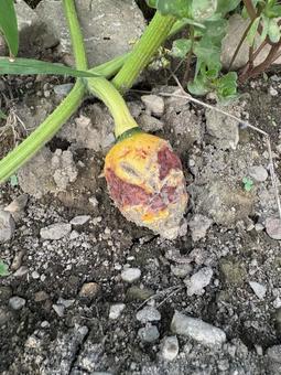 腐った夏のかぼちゃ 腐った夏のかぼちゃ カボチャ,かぼちゃ,南瓜の写真素材