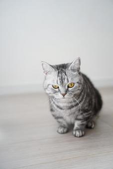 猫 猫の写真