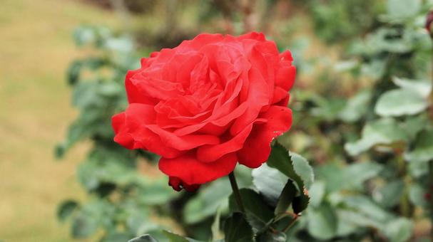河津バカテル公園　秋バラ 薔薇,秋,花の写真素材
