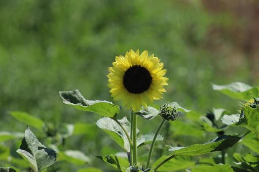 Sunflower, JPG Sunflower, JPG