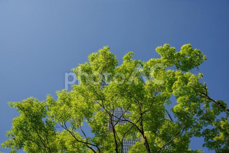 もみじの新緑が美しいそして快晴である 六本木,季節,広々としたの写真素材