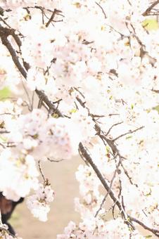 桜近っ！の写真