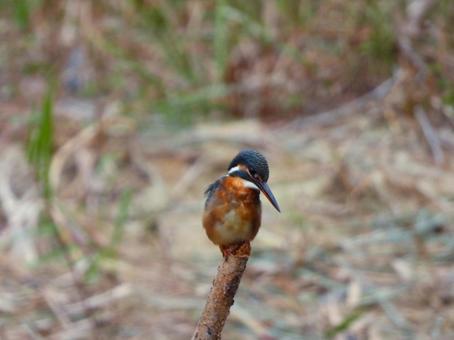 枯れ枝にとまるカワセミ2 カワセミ,鳥,鳥類の写真素材