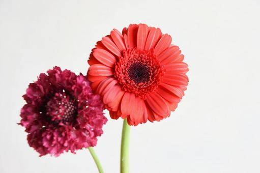 スカビオサとガーベラ スカビオサとガーベラ スカビオサ,松虫草,ガーベラの写真素材