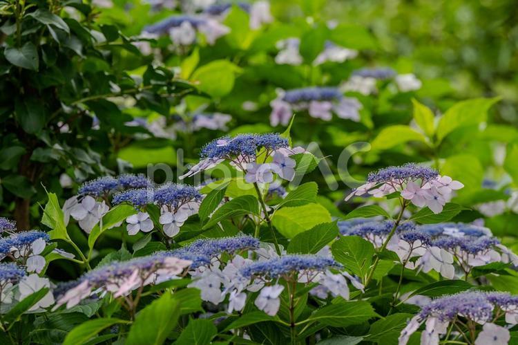 指扇アジサイまつり2025年 アジサイ,紫陽花,花の写真素材