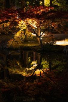 ライトアップされたモミジと水鏡 夜景,夜,紅葉の写真素材