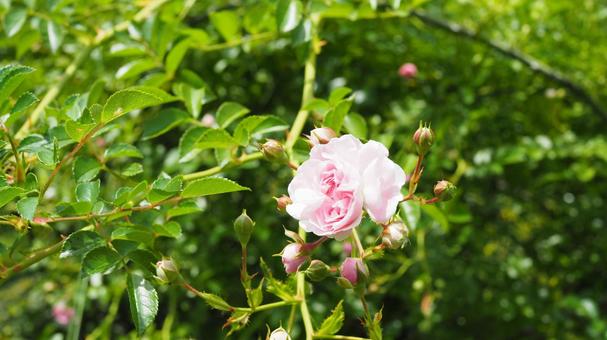 ピンクの薔薇 ピンクの薔薇 花,フラワー,薔薇の写真素材