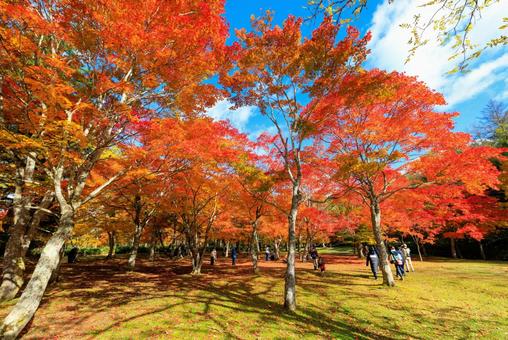 北海道の紅葉 紅葉,秋,季節の写真素材
