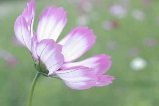 Cosmos, JPG Cosmos, JPG