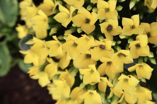 黄色の花 背景 黄色の花 背景の写真