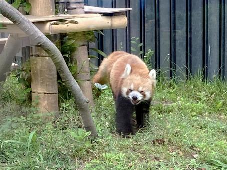 レッサーパンダ レッサーパンダの写真