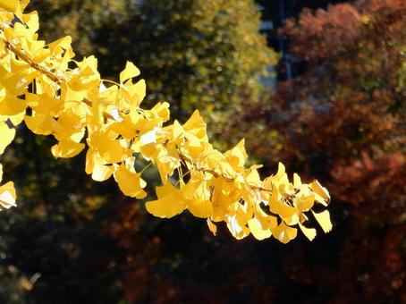 【紅葉写真】イチョウの黄葉 イチョウ,銀杏,黄葉の写真素材