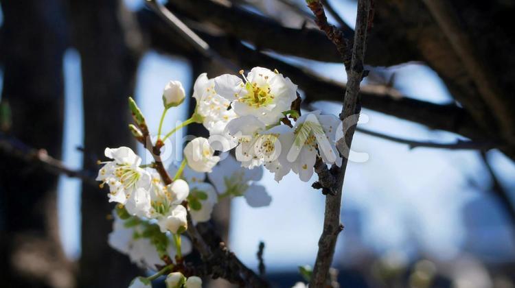 純白で透きとおるスモモの花 スモモ,白,花の写真素材
