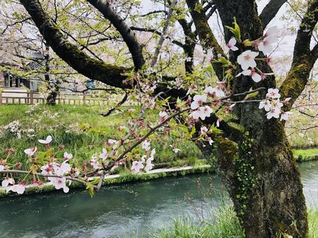 川岸の桜 桜,花,植物の写真素材