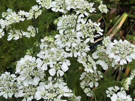 小さな花の写真