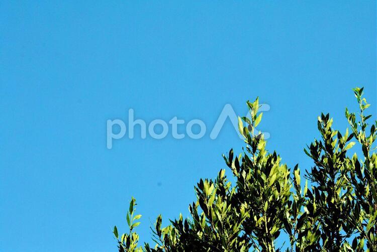 月桂樹と青空 グリーン,コピースペース,ローリエの写真素材