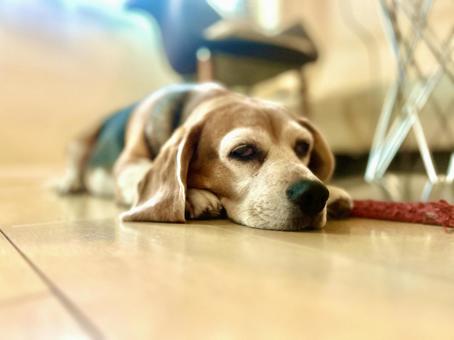 自宅のリビングでくつろぐビーグル犬 自宅のリビングでくつろぐビーグル犬 犬,ビーグル,家の写真素材