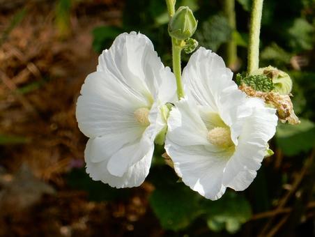 【花の写真】タチアオイ(立葵) 【花の写真】タチアオイ(立葵) タチアオイ,立葵,自然の写真素材
