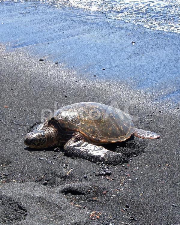 ハワイ島　波とウミガメ ウミガメ,海ガメ,ビーチの写真素材