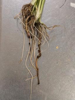 せりの根 せり,仙台セリ,根っこの写真素材
