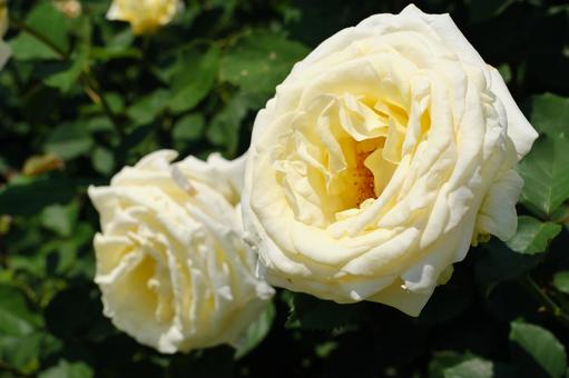 白い薔薇 白い薔薇の写真