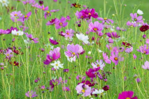 コスモスの花の写真