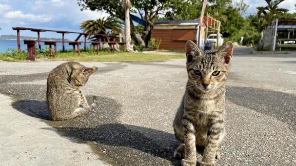 海辺でくつろぐ沖縄、離島の猫たち 猫,島猫,日向ぼっこの写真素材