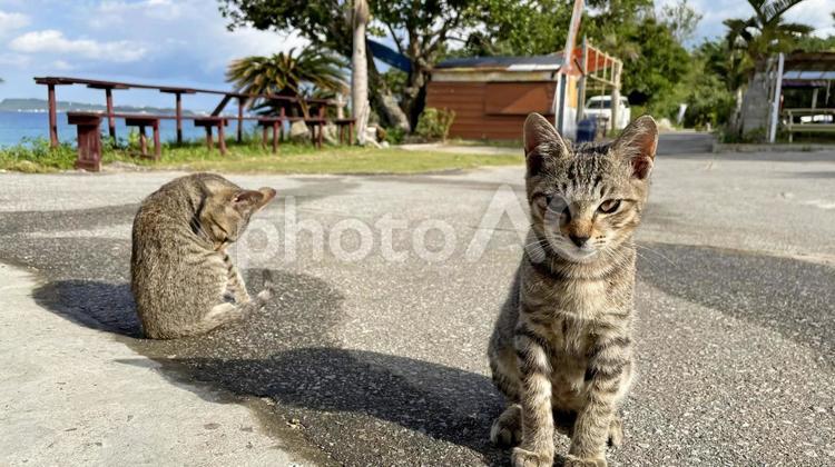 海辺でくつろぐ沖縄、離島の猫たち 猫,島猫,日向ぼっこの写真素材
