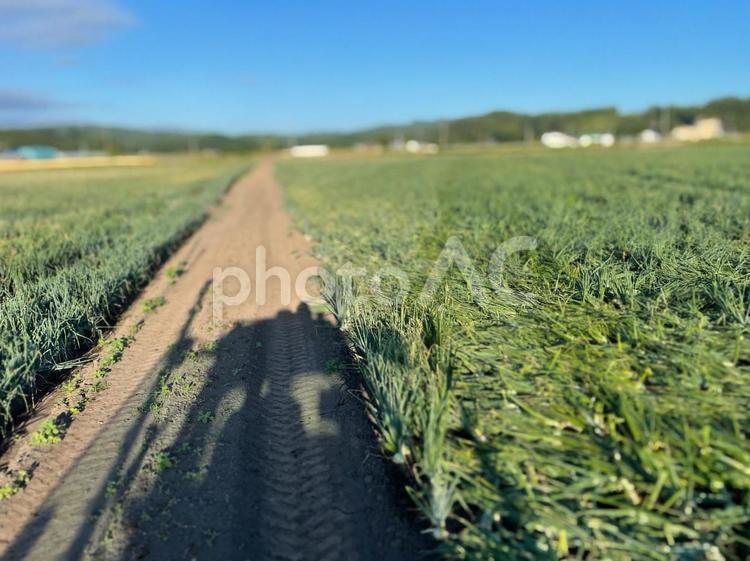 玉ねぎ畑　トラクターの影 畑,玉ねぎ,収穫の写真素材