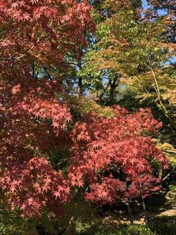 色とりどりのもみじの葉 色とりどりのもみじの葉 もみじ,紅葉,秋の写真素材