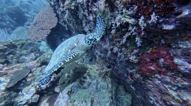 ウミガメ ウミガメの写真