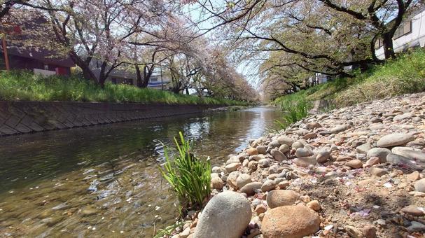 桜の河川 桜の河川 花,背景,素材の写真素材
