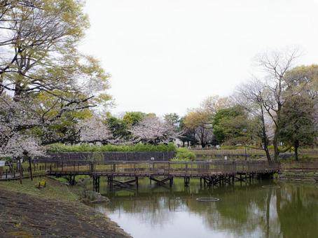 文庫の森 文庫の森 文庫の森,戸越公園,戸越の写真素材