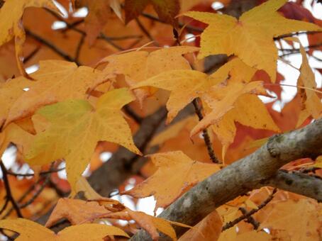 【風景写真】晩秋の風景 紅葉,葉っぱ,晩秋の写真素材