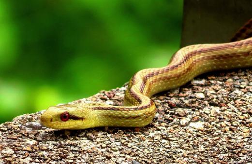Photo, snake, a snake, shark snake, 