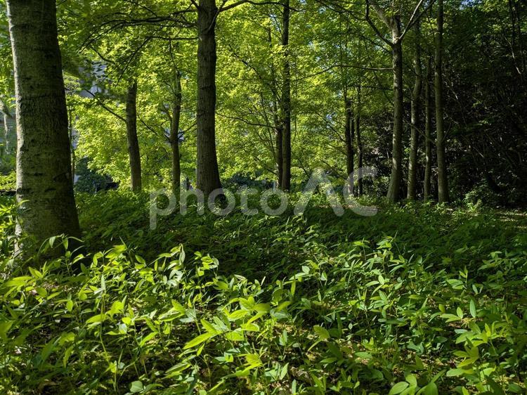 森林浴　３ 木漏れ日,木々,草の写真素材