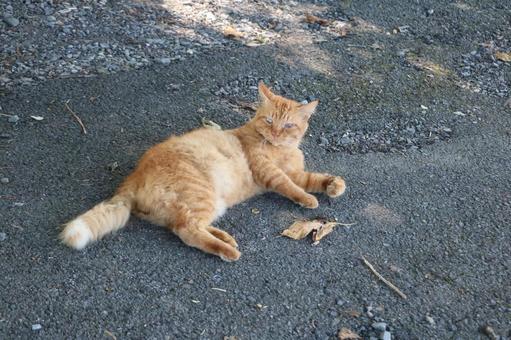 茶トラのノラ猫 茶トラのノラ猫の写真