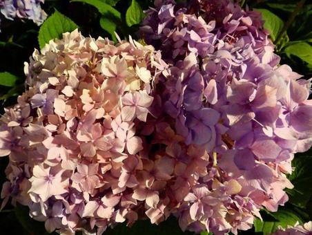 紫陽花 紫陽花の写真