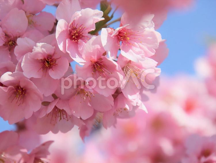 桜の花をクローズアップ サクラ,河津桜,ピンクの写真素材