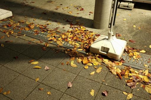 風で舞う落ち葉 枯れ葉,風,落ち葉の写真素材