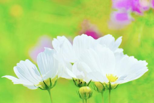 下松スポーツ公園の白い秋桜 下松スポーツ公園の白い秋桜の写真