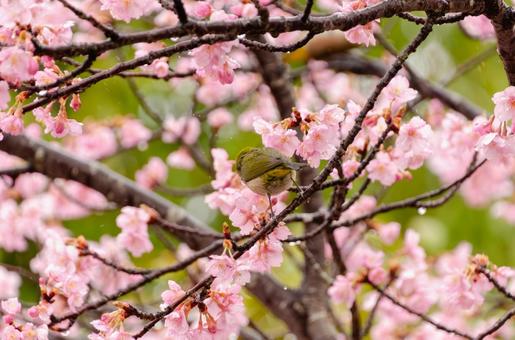 White-eyes dancing among Kawazu cherry blossoms, JPG