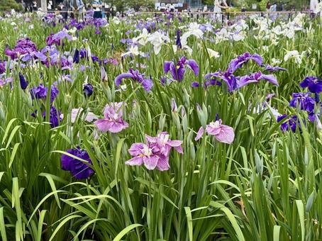 堀切菖蒲園 曇り空の下咲き誇る花菖蒲 堀切菖蒲園 曇り空の下咲き誇る花菖蒲の写真